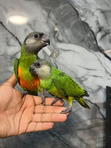 Friendly Baby HandReared Super Tame Cuddly Senegal Parrot,13