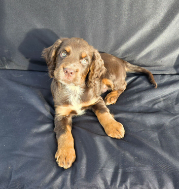 READY NOW KC Reg health tested working cocker spaniels