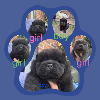 Chow chow puppies