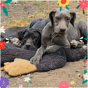 Great dane puppies for sale