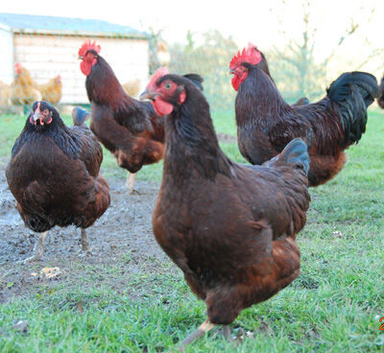 Rhode Island Red point of lay pullets