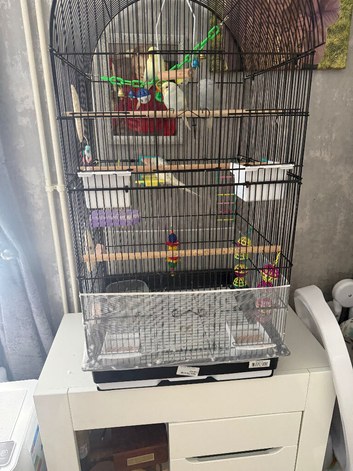 4 budgies for sale in Peterborough