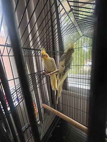 2 cockatiels