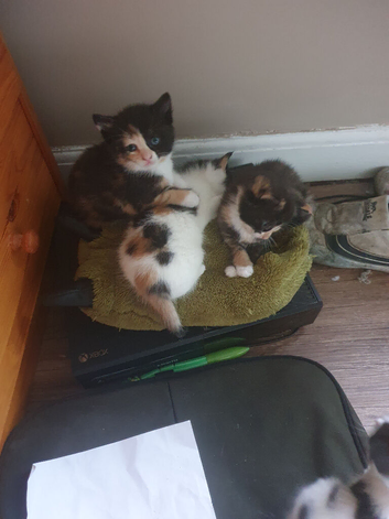 3 female kittens