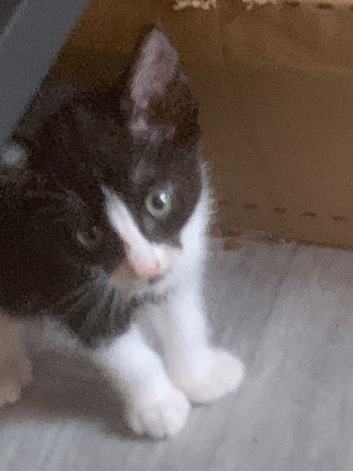 Kittens for sale