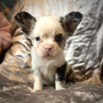 Fluffy French bulldog