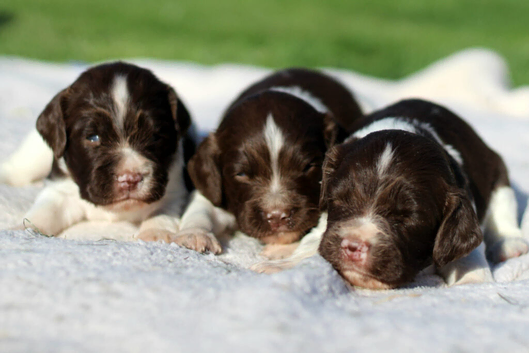 English Springer Spaniel Puppies