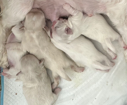 Five Beautiful White Imperial / Tea- Cup Shih Tzu&rsquo;s