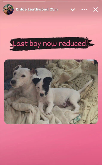 Sealyham terrier x jack Russell pup