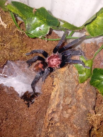 Tiger rump tarantula