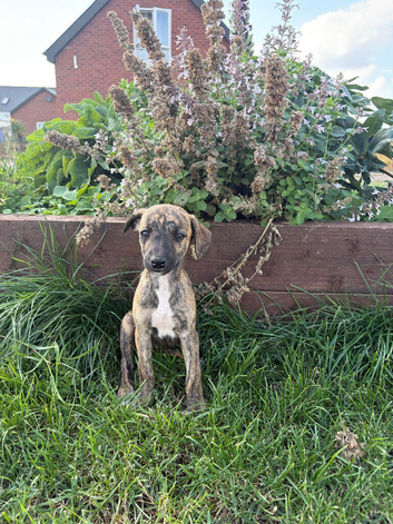 Beautiful whippet puppies for sale