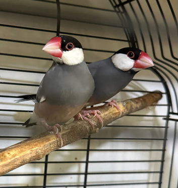 Pair Java finch sparrow