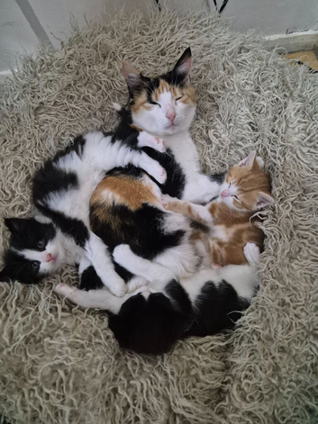3 male kittens