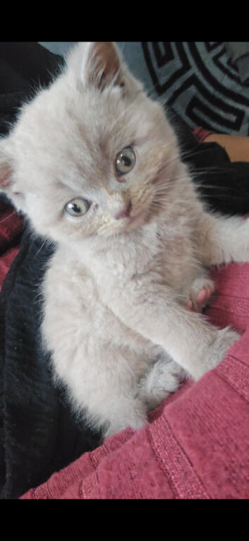 1 very chunky lilac female british short-hair