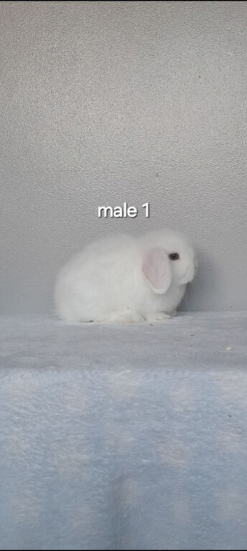 Purebred mini lop rabbits ready now