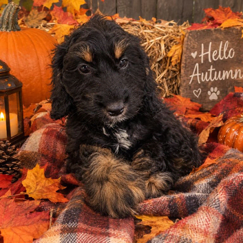 Outstanding F1 Cockerpoo Puppies - Exceptional Colours - Raised in Our Family Home