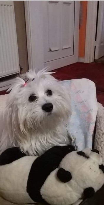 maltese