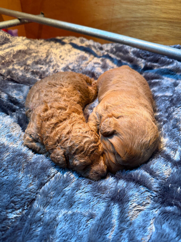 Stunning f1b red labradoodles