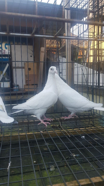 White Baby Racer pigeons for sale