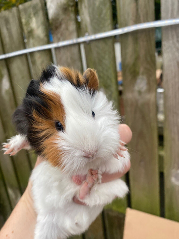 Guineapigs