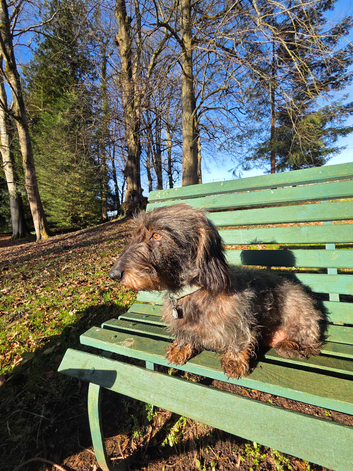 Wire Haired Standard Dachshund