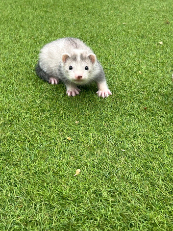 Male ready on Monday