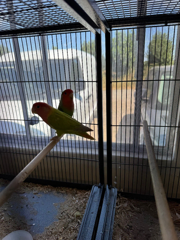 Lovely pair of peach face lovebirds