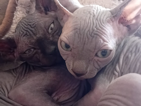 Beutiful Sphynx Kittens