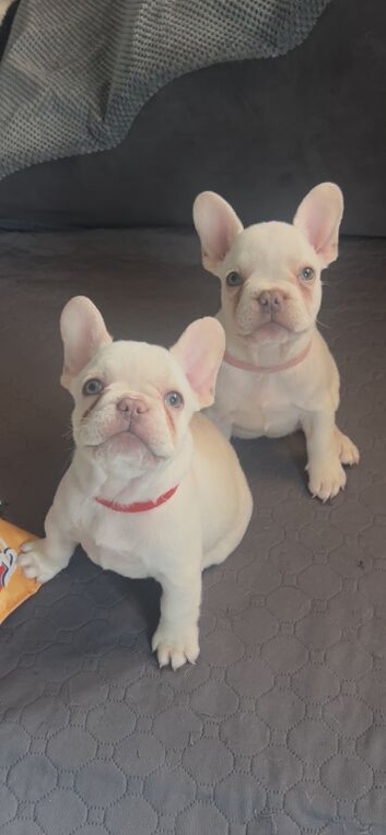 Platinum.blue eyes frenchies