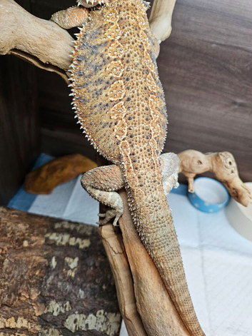 Rango