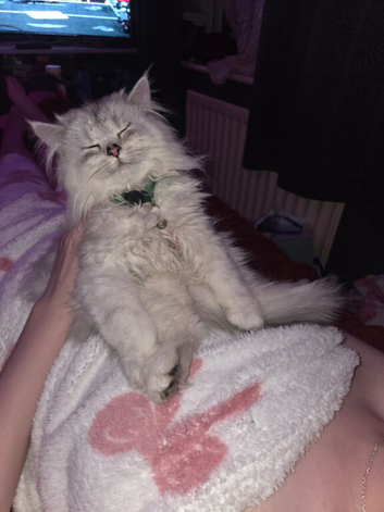 Kitten for sale