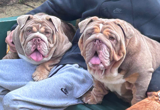 Beautiful English Bulldogs &ndash; Must Stay Together