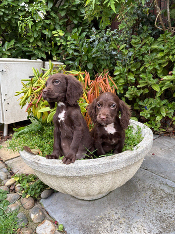 Cocker spaniel puppy's