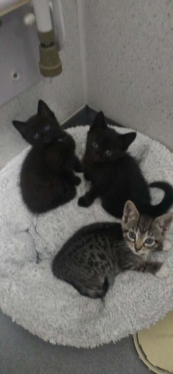 4 kittens for sale neath