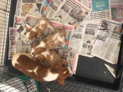 CAVALIER KING CHARLES PUPS KC REG READY NOW