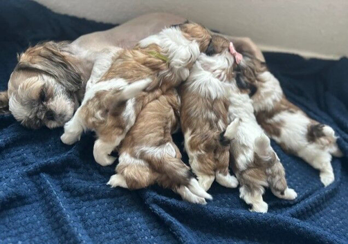 Adorable Shih Tzu Puppies &ndash; 3 Girls & 2 Boys Looking for Loving Homes