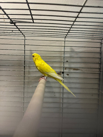 Red  eyed  female budgie