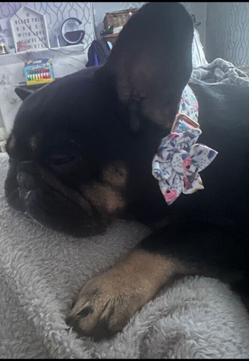 Frenchie looking for forever home