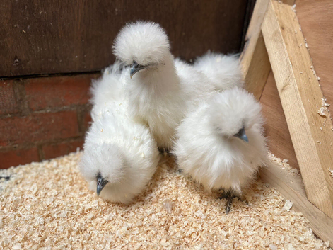 Silkie bantam chickens