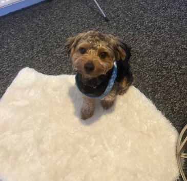 Teddy