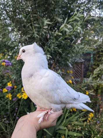 Hand reared fancy pet pigeons available!