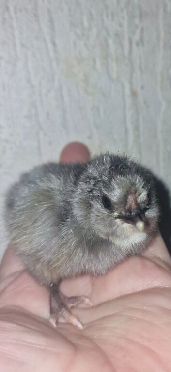 Chicks and ducklings