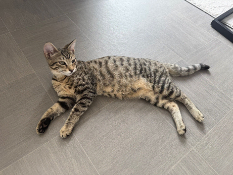 Savannah kitten