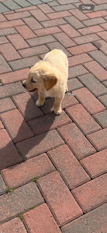 Golden retriever puppies kc registered
