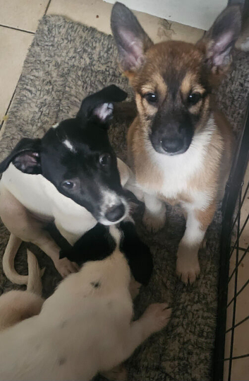 Lovely puppies for rehoming