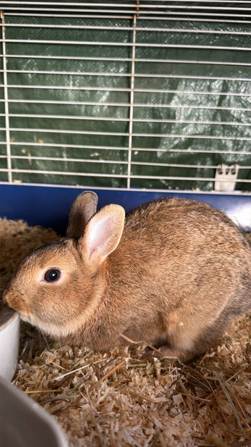 Netherland Dwarf