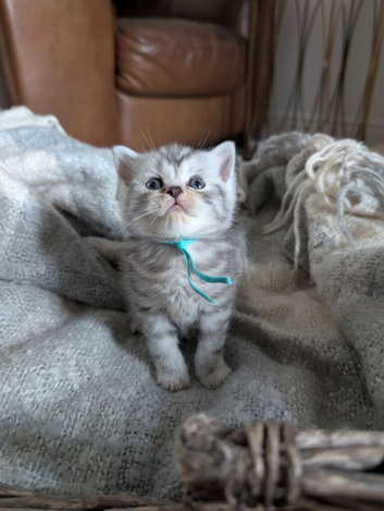 Full British shorthairs