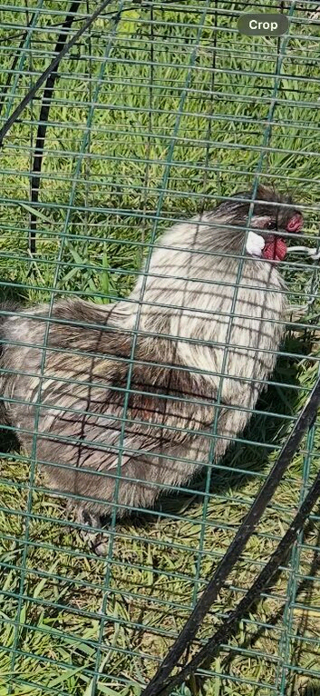 Silkie/Polish Chicks For Sale