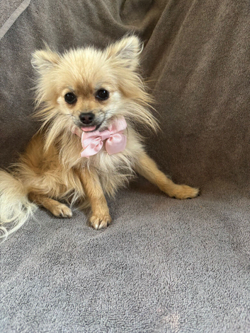 Selling my little girl named tiny