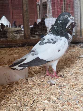 Teddy Pakistani pigeon